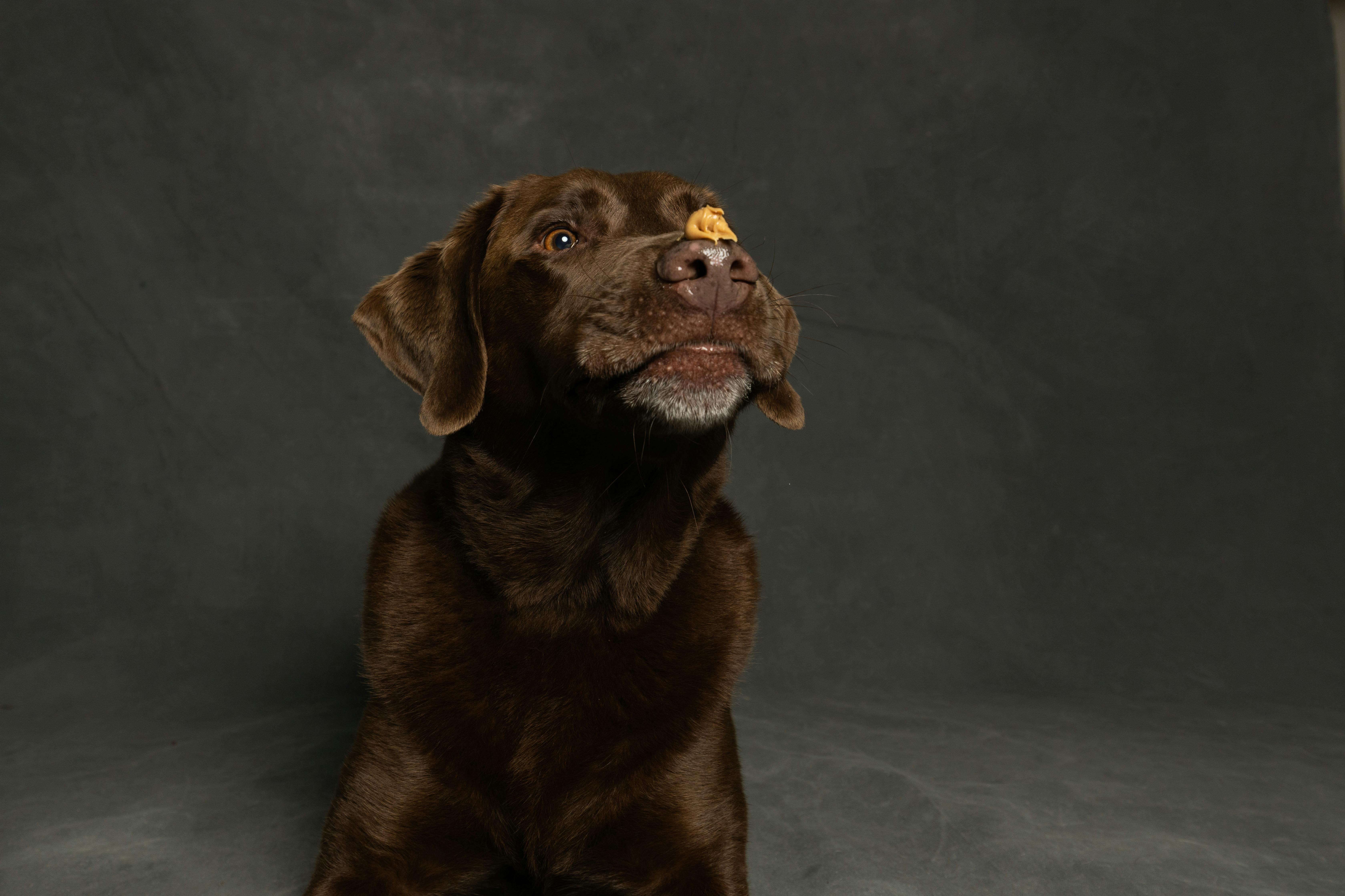 Photograph of a Brown Labrador Retriever