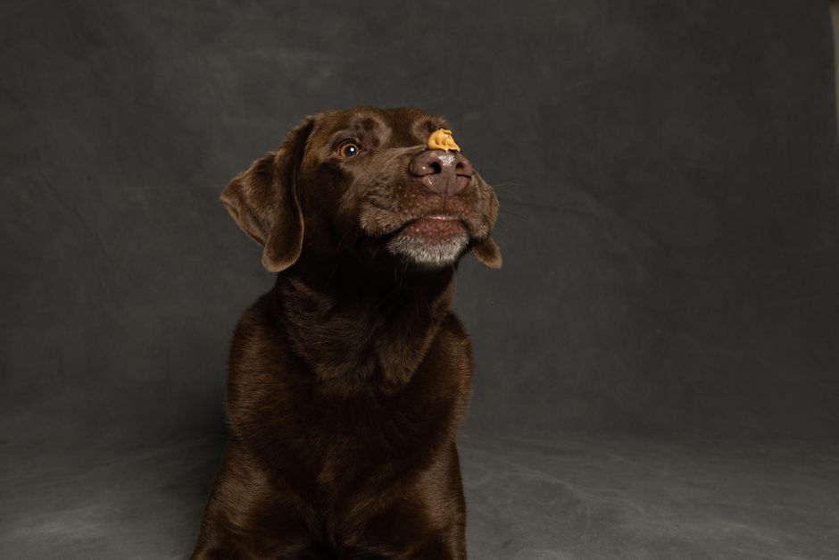Chocolate Labrador Retriever skillfully balances a treat on its nose against a studio backdrop.
