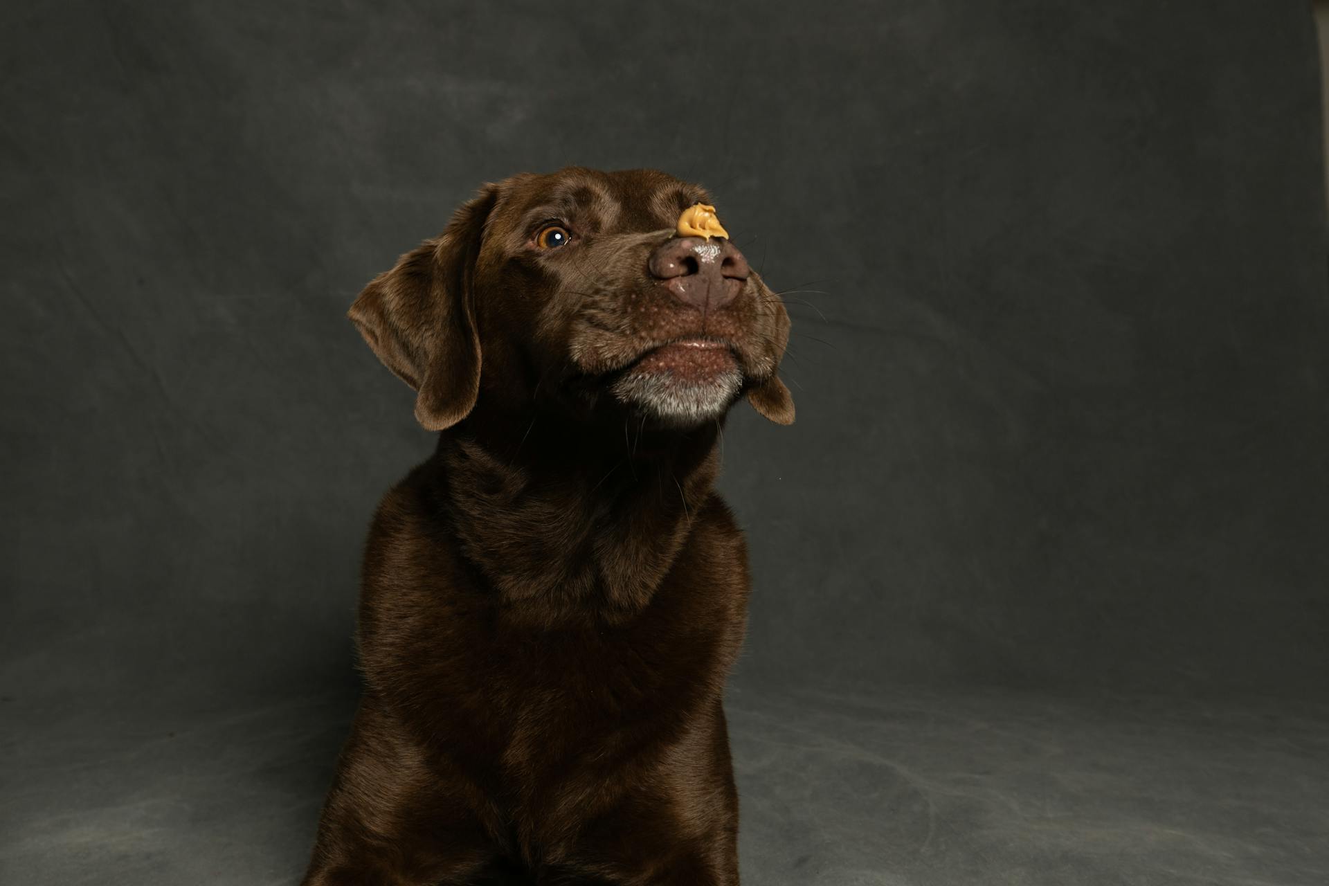 Une photo d'un labrador brun