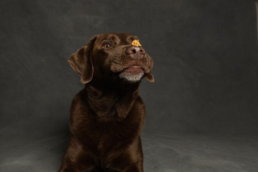 Brown Lab Complete Guide: Essential Tips and Techniques