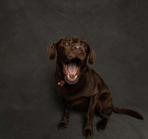Free A chocolate Labrador Retriever excitedly catching a treat indoors. Stock Photo