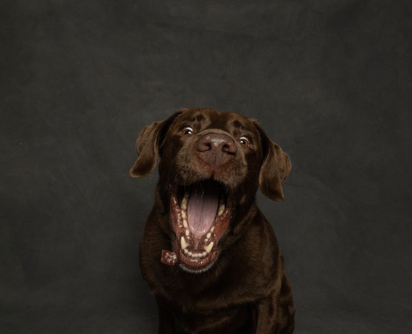 A playful Chocolate Labrador Retriever with open mouth catching a treat indoors.