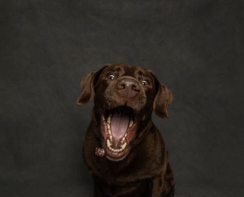 Free A playful Chocolate Labrador Retriever with open mouth catching a treat indoors. Stock Photo