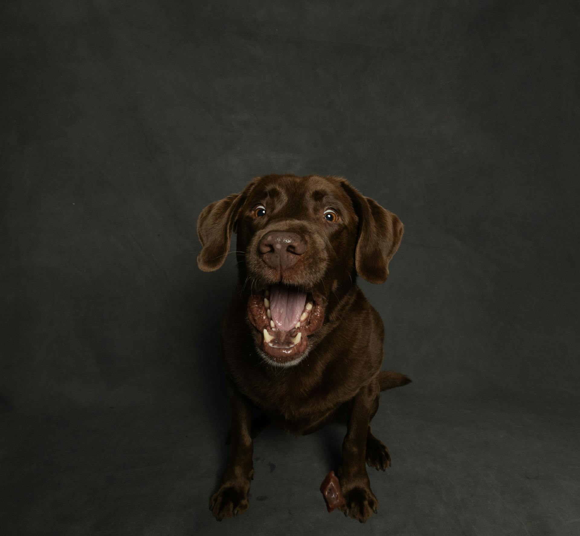 Un labrador retriever brun et mignon assis sur une surface noire