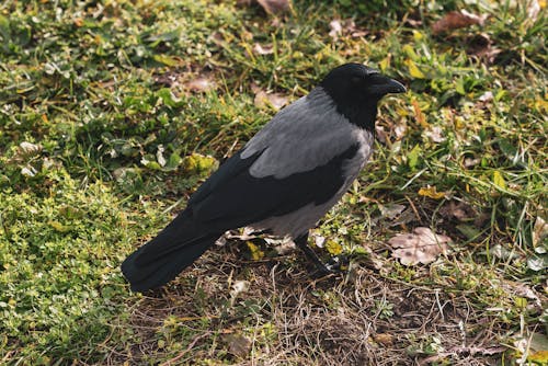 Hooded Crow Perched on the Ground