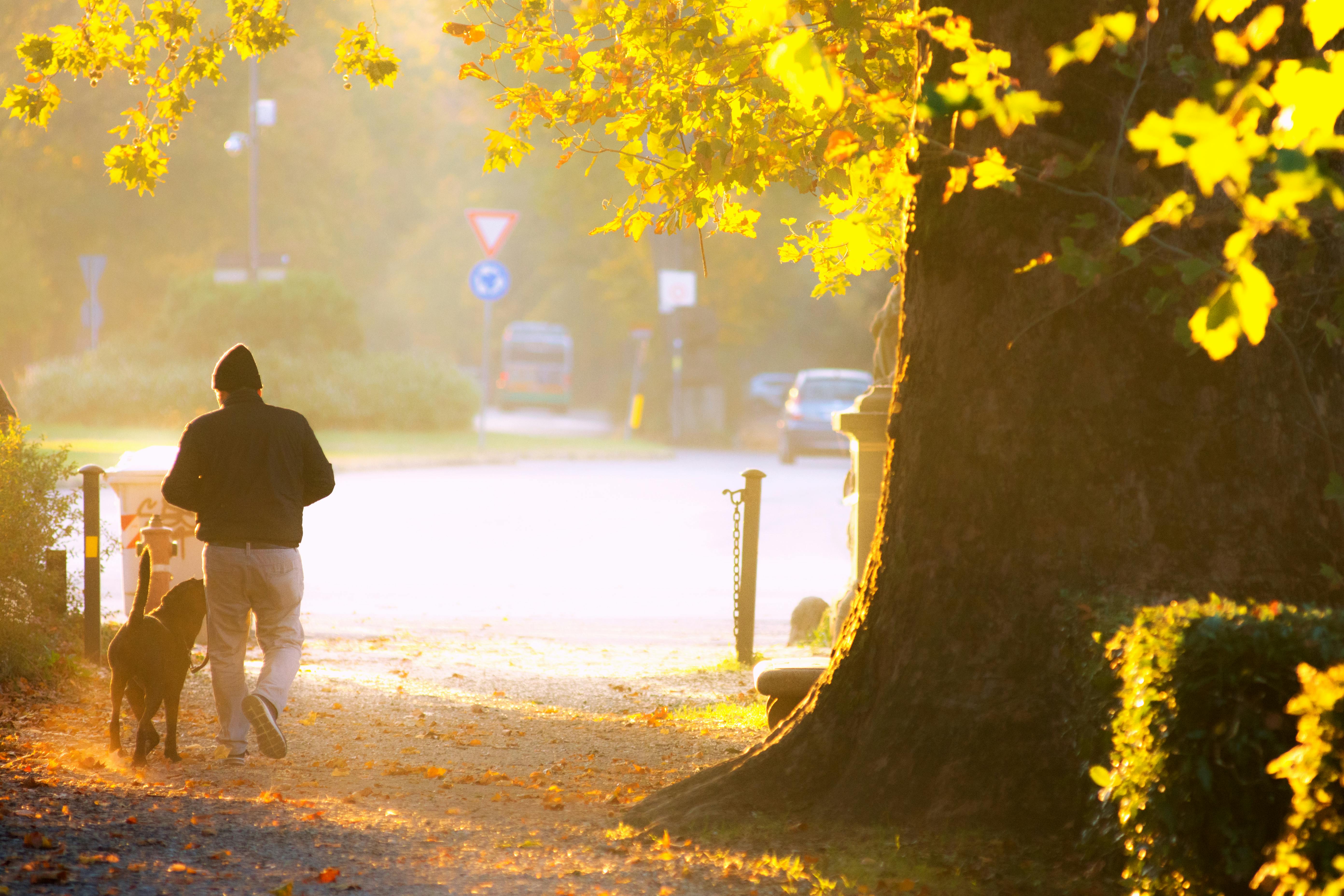 A man leisurely walking his dog on a sunlit path lined with autumn leaves.