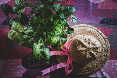 Straw Sunhat with Ribbon by Leafy Potted Plant