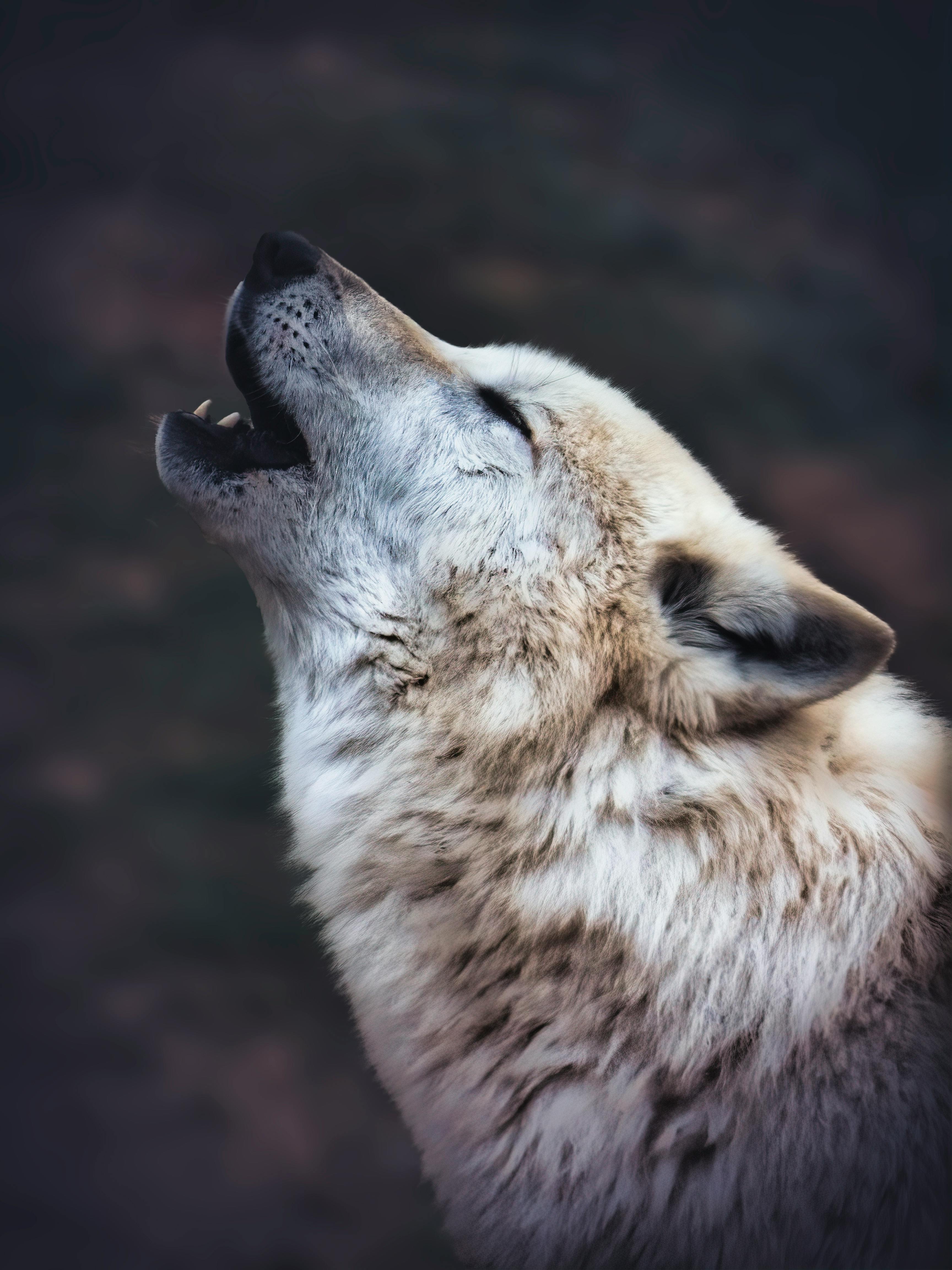 Wolf howling 1080P 2K 4K 5K HD wallpapers free download  Wallpaper Flare