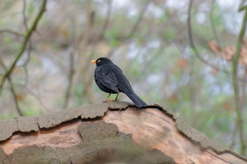A Common Blackbird
