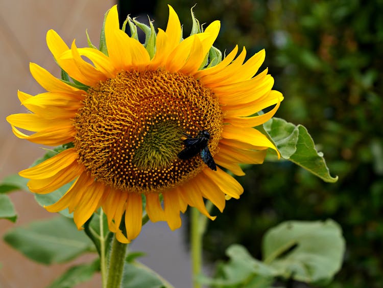 A Bumblebee On A Sunflower