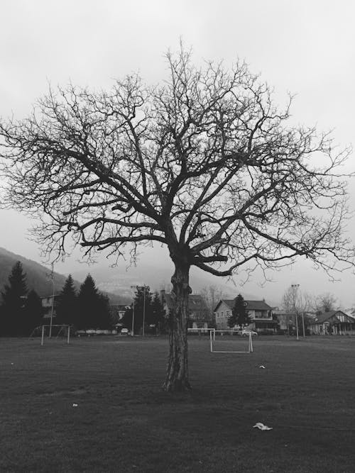 Grayscale Photo of Leafless Tree