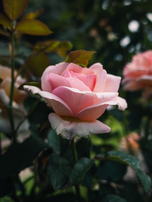 Free A detailed close-up of a blooming pink rose surrounded by green leaves, captured in natural light. Stock Photo