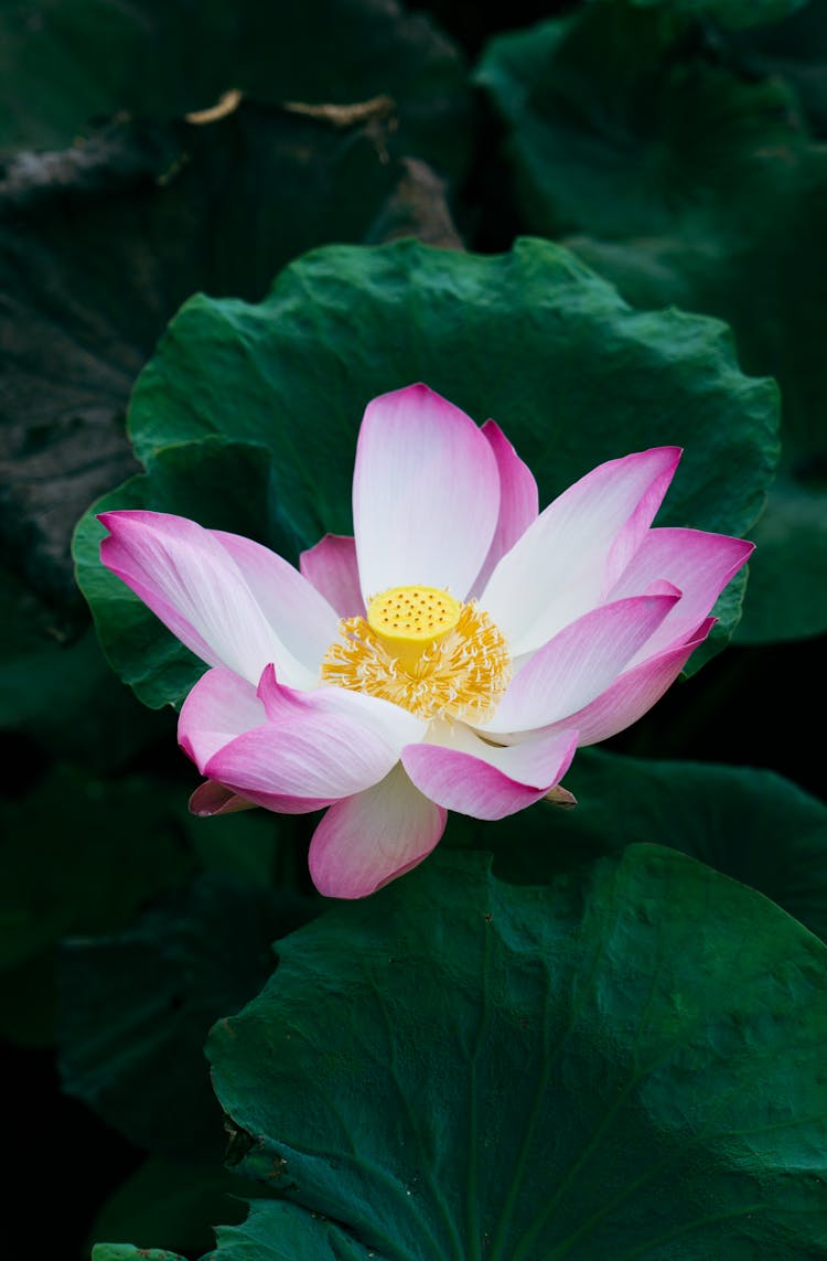 Close Up Of A Flower 