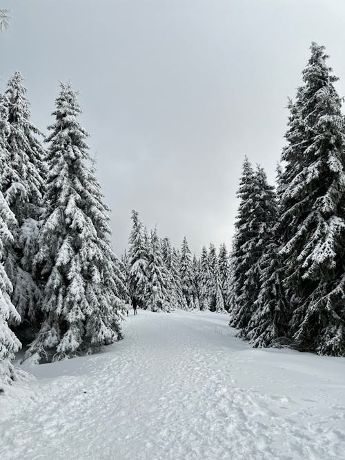 Pine Trees Alongside Snowy Road