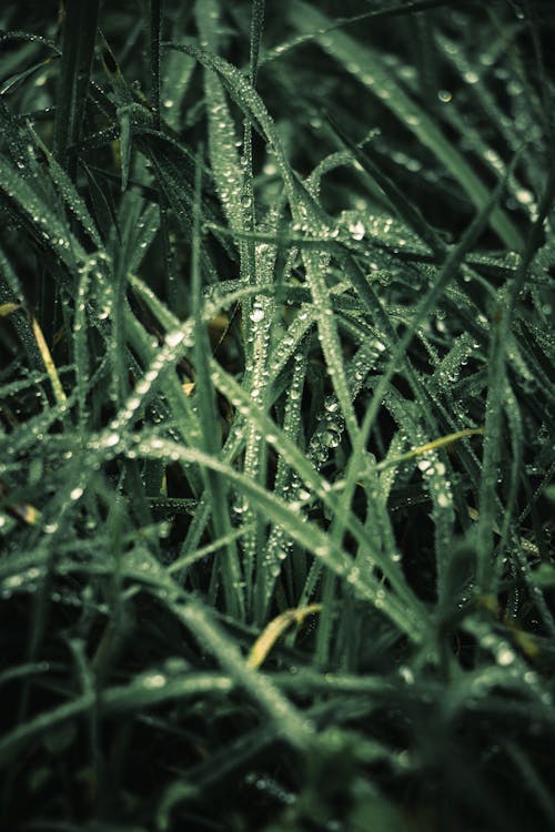 Close-up of Dew Drops on Grass