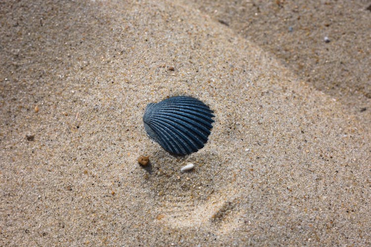 Black Sea Shell On Sand 