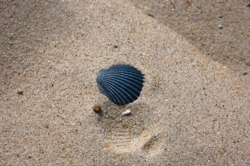 Free Close-up of a black sea shell resting on a sandy beach, showcasing texture and natural beauty. Stock Photo