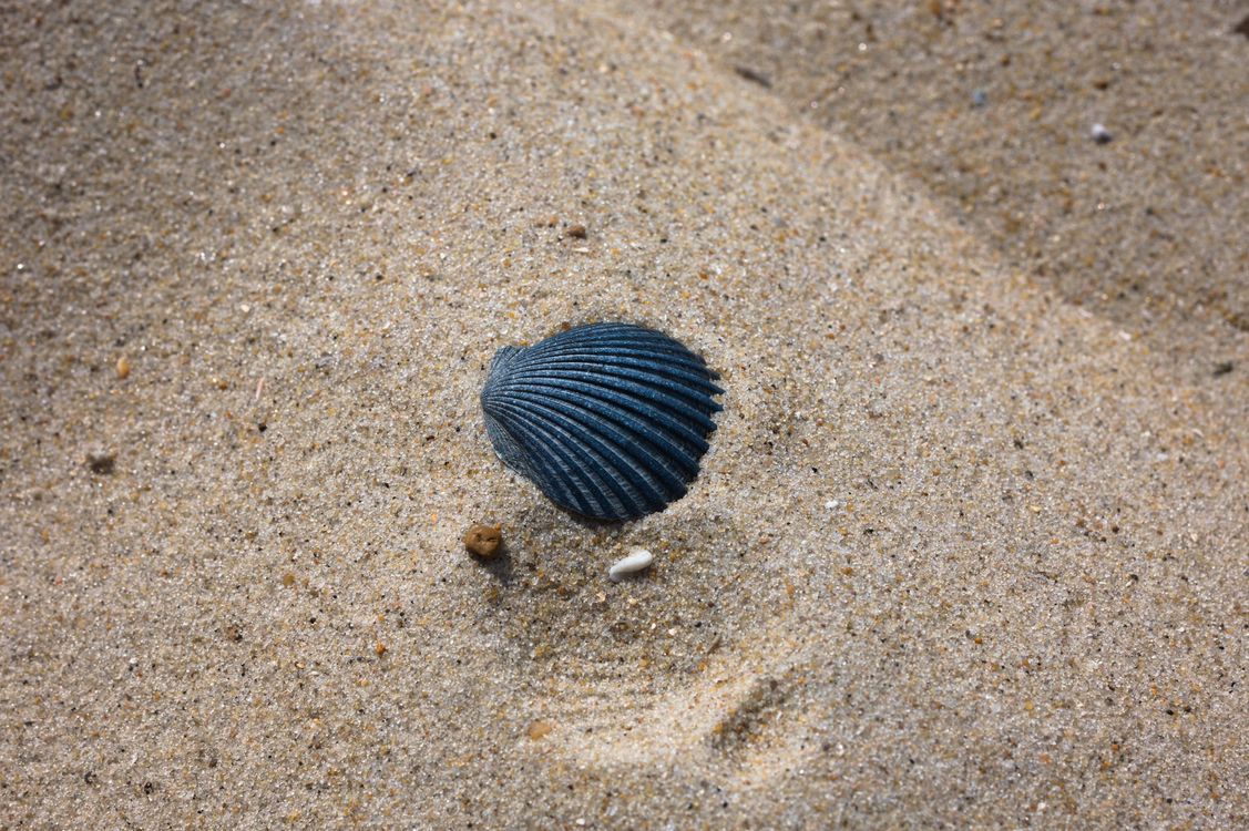 Black Sea Shell on Sand · Free Stock Photo
