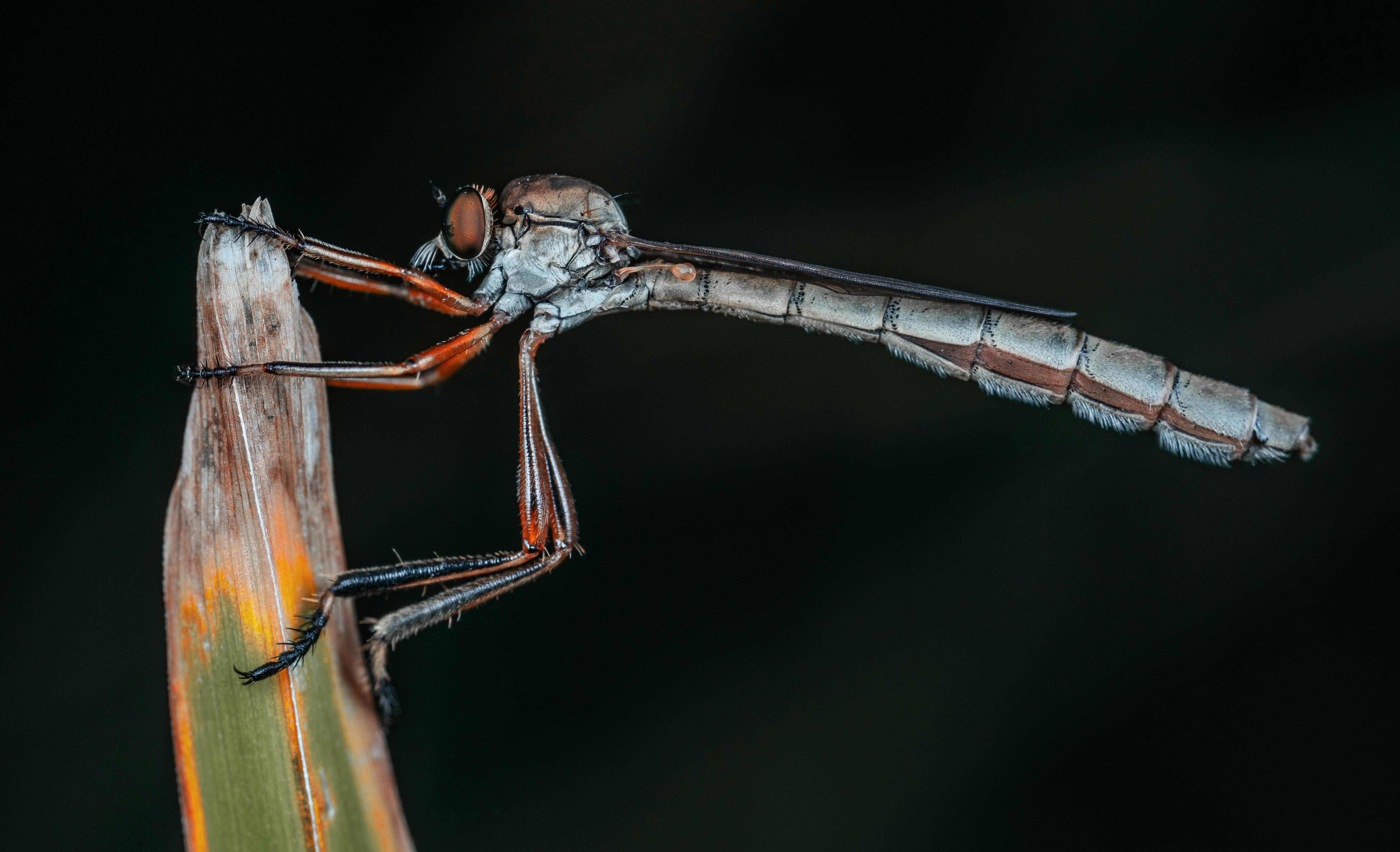 Little Insect on Leaf · Free Stock Photo