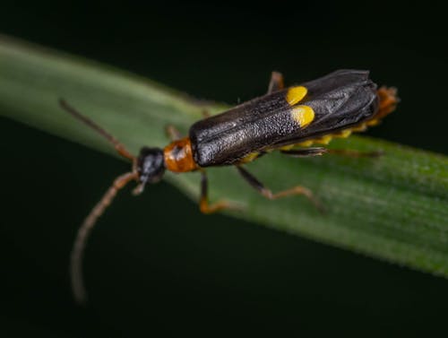 Δωρεάν στοκ φωτογραφιών με beetle, γκρο πλαν, έντομο