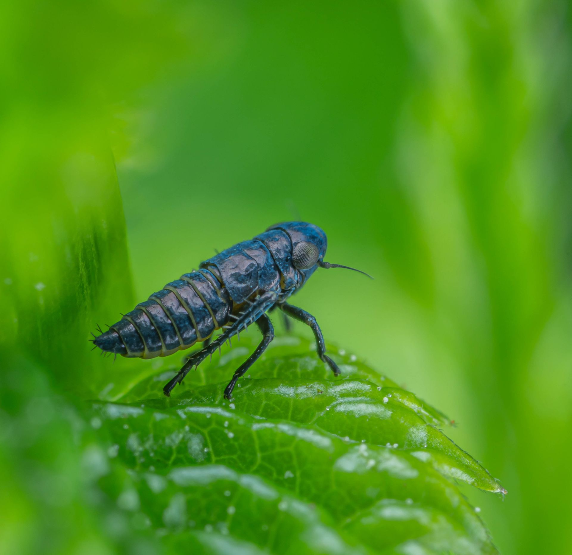 Insect on Leaf