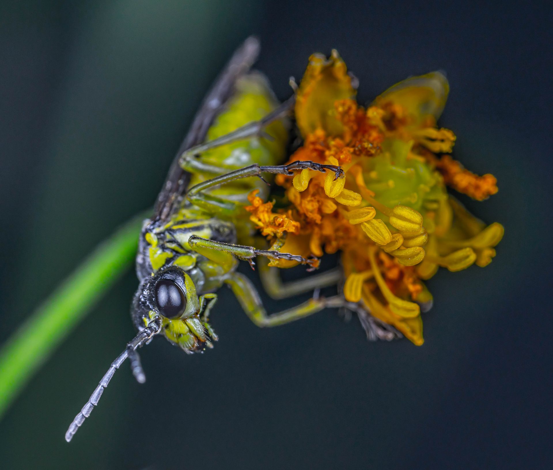 Macro shot of a green sawfly perched on a bright yellow-orange flower.