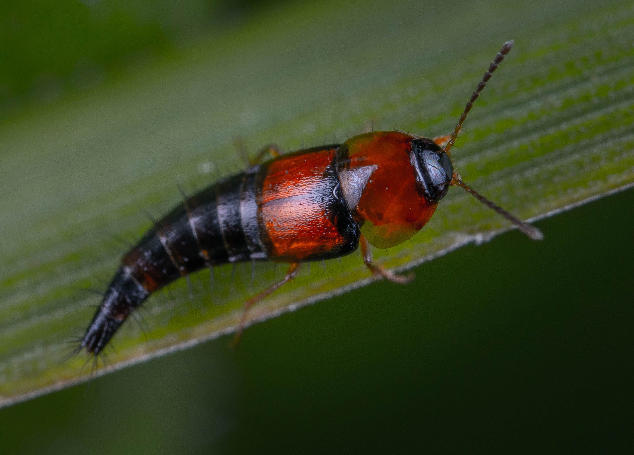 Insect on Leaf · Free Stock Photo