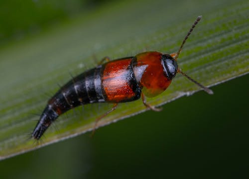 Insect on Leaf