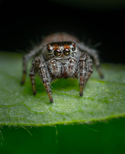 Macro of Spider Sitting on Leaf