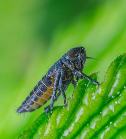 Close Up Photo of an Insect