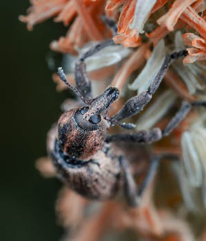 Detailed macro of a weevil on a flower, showcasing intricate textures.