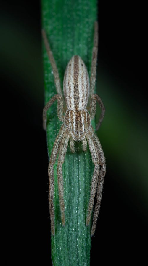 Spider on Leaf