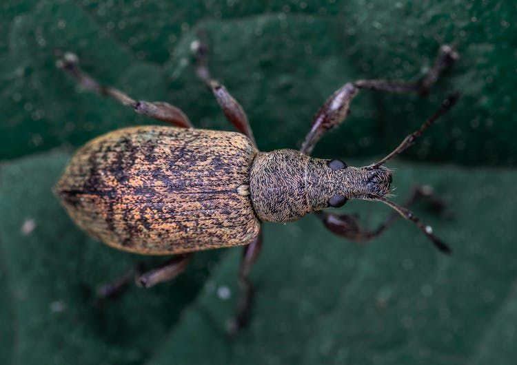 Close Up Of Beetle