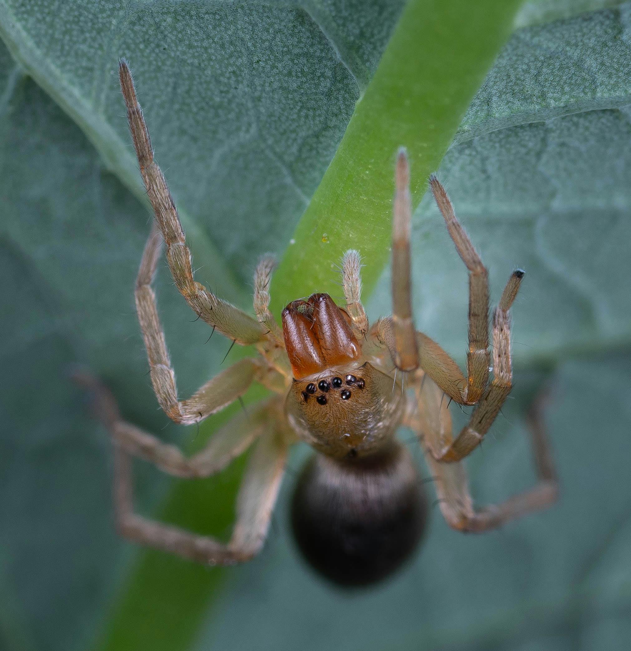 Macro shot of a jumping spider perched on a green leaf, showcasing intricate details.