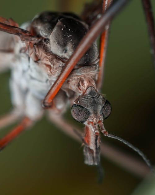 Gratis lagerfoto af cranefly, flue, insekt Lagerfoto