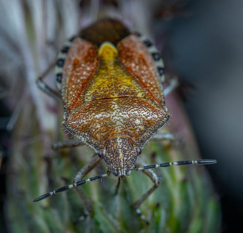 ฟรี คลังภาพถ่ายฟรี ของ การถ่ายภาพมาโคร, การถ่ายภาพแมลง, ข้อผิดพลาดที่แท้จริง คลังภาพถ่าย