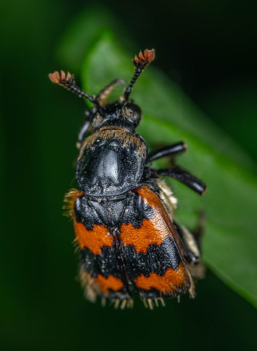 Free Detailed macro shot of a Margined Burying Beetle on a leaf, showcasing its unique markings. Stock Photo