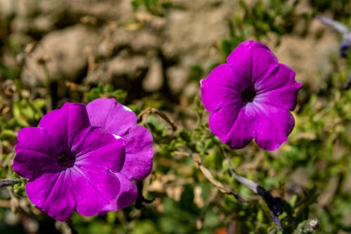 morado, 朵朵, 植物群 的 免费素材图片