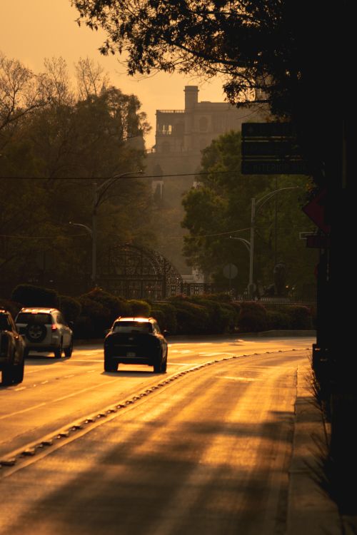 Free Golden hour illuminates a city street with cars and trees, creating a warm and inviting atmosphere. Stock Photo