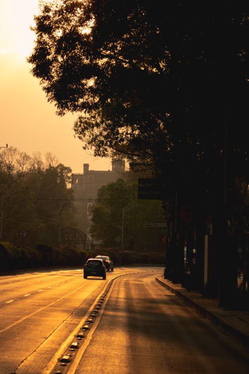 Free Sunlit urban street capturing the warm ambiance of Mexico City at dusk with cars and trees. Stock Photo
