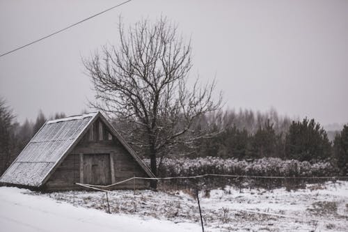 Fotobanka s bezplatnými fotkami na tému bezlistý, chalupa, čierna a biela