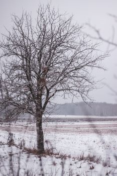 A solitary leafless tree stands in a snowy open field in Polish countryside during winter.