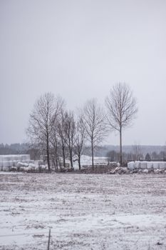 Serene winter landscape with bare trees and snow-covered fields in Poland.