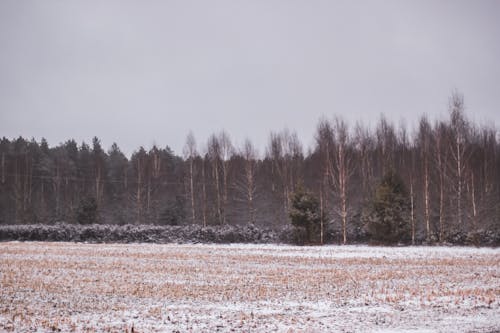 Snow on a Field and a Forest