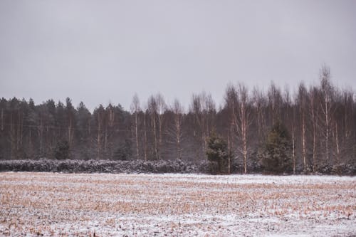 Immagine gratuita di alberi, campo, foresta