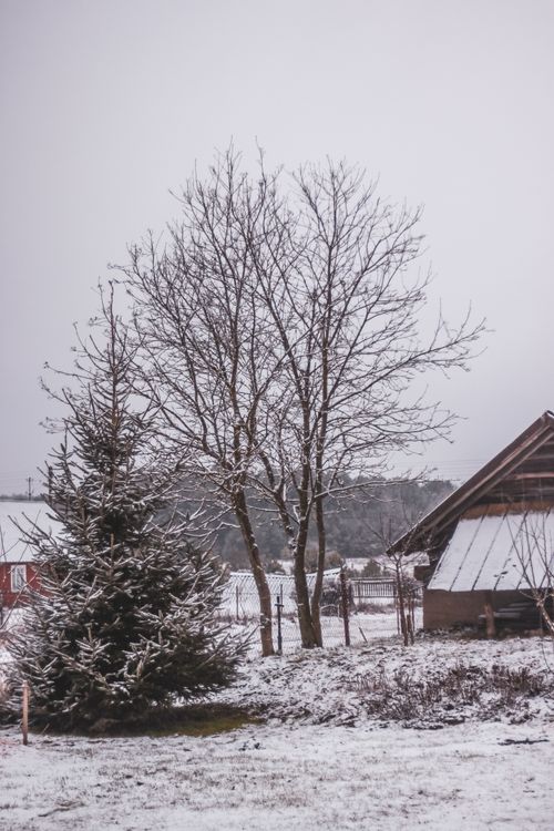 Free A serene winter scene capturing a snow-covered rural landscape in Poland with trees and traditional houses. Stock Photo