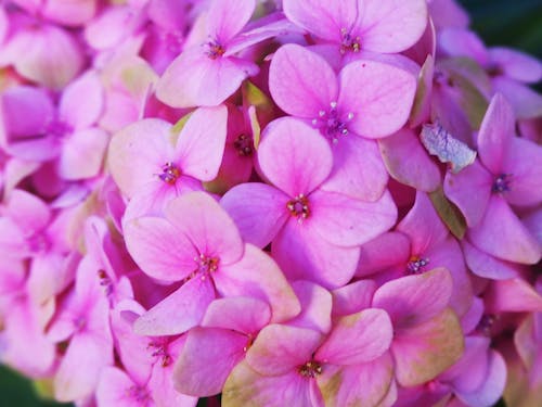 PINK HYDRANGEA