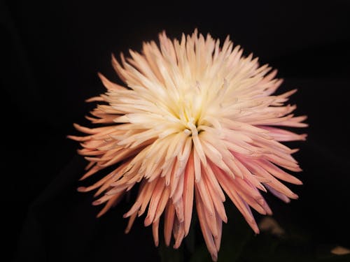 Pink dahlia