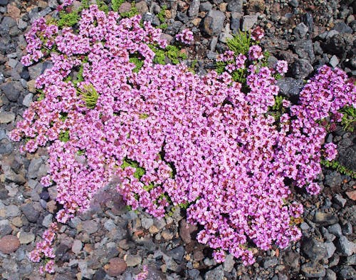 WILDFLOWERS OF ICELAND