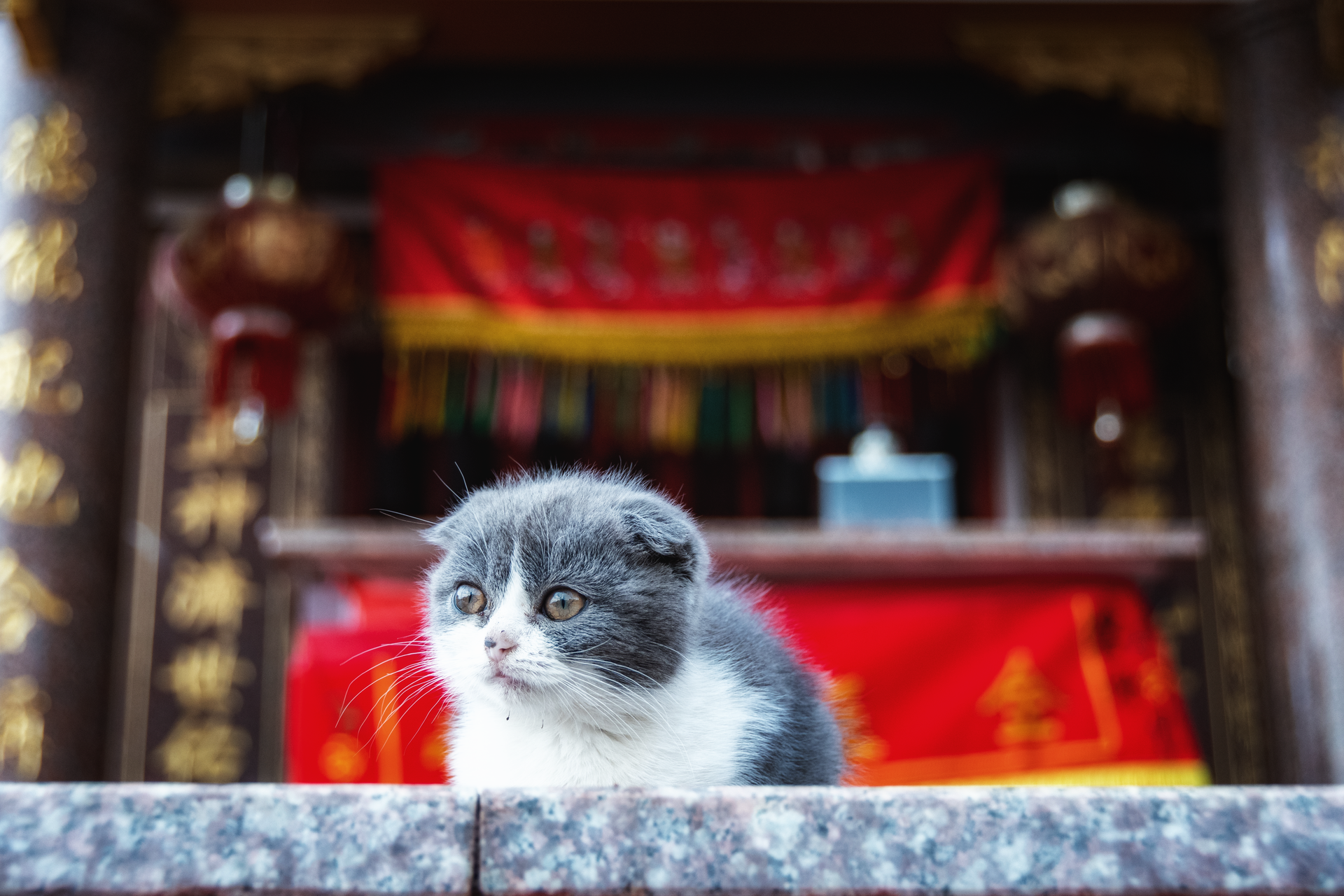 Charming kitten sitting in front of a traditional Chinese altar in Zhangzhou, Fujian Province, China.